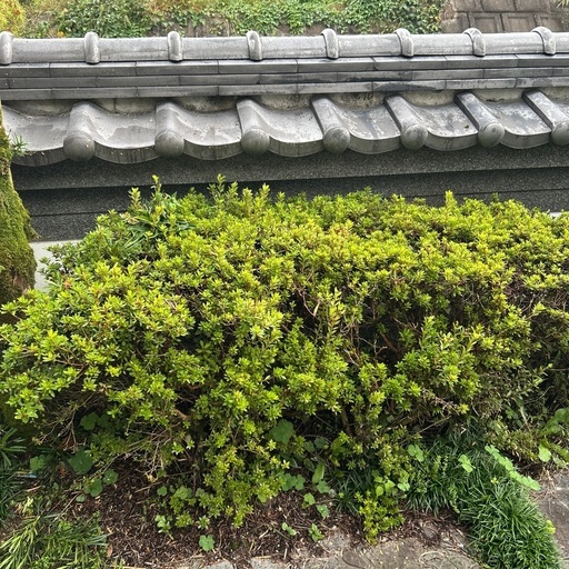 ツツジ