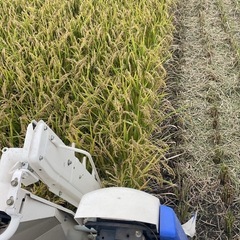 新米ヒノヒカリの画像