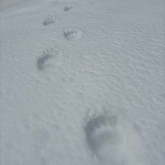 低山登山参加者募集(札幌市内・近郊)