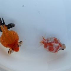 金魚 ピンポンパール 当歳の画像