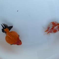 金魚 ピンポンパール 当歳の画像