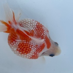 金魚 ピンポンパール 当歳の画像