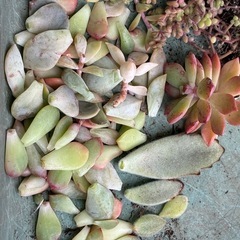 多肉植物の葉っぱ🌱の画像