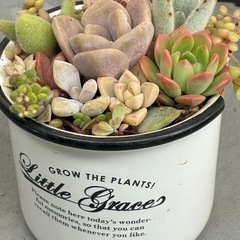 多肉植物の葉っぱ🌱の画像