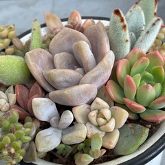 多肉植物の葉っぱ🌱の画像