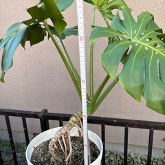 モンステラ
の画像