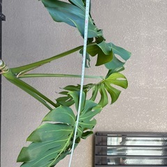 モンステラ
の画像