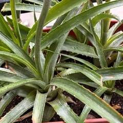 観賞用パイナップル🍍の画像