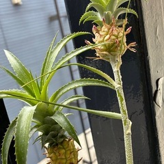 観賞用パイナップル🍍の画像