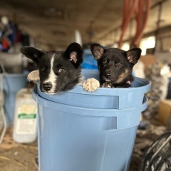 推定3ヶ月の子犬2匹