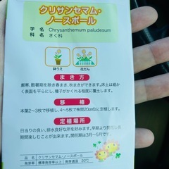 チューリップ球根　10個　おまけつきの画像