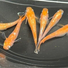 【メダカ】紅マドンナ3ペアの画像