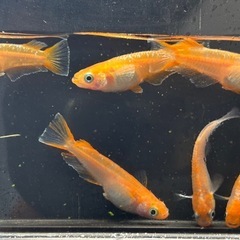 【メダカ】紅マドンナ3ペアの画像