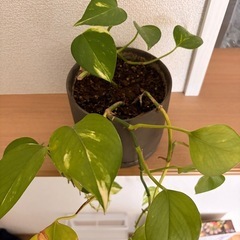 かんようしょく観葉植物の画像