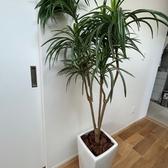 観葉植物(造花)(偽物)の画像