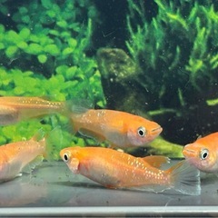 【メダカ】深紅のデーンモルフォΩ 2Ｐ＋1の画像