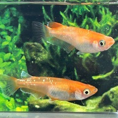 【メダカ】深紅のデーンモルフォΩ 2Ｐ＋1の画像