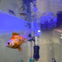 金魚　水槽　餌の画像