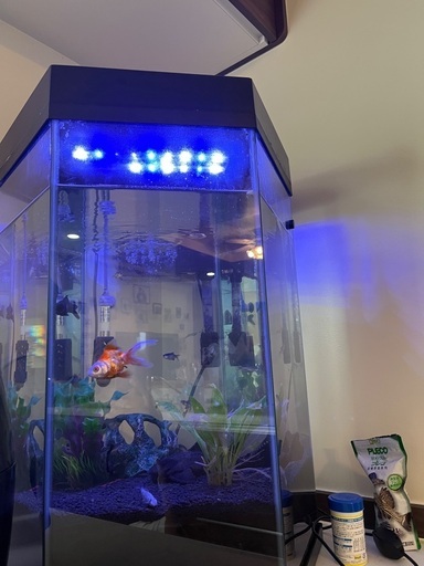 金魚　水槽　餌