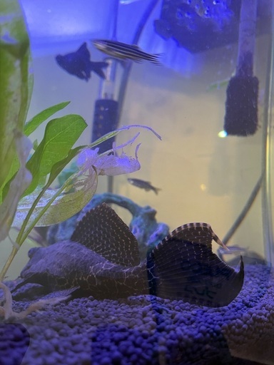 金魚　水槽　餌