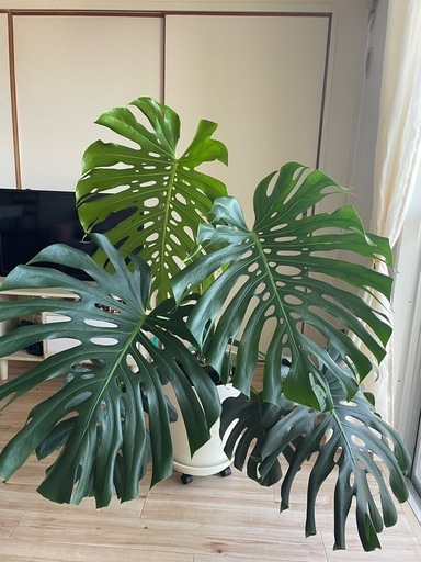 観葉 - monstera borsigiana