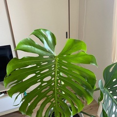 観葉 - monstera borsigianaの画像