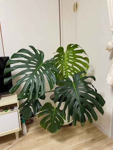 観葉 - monstera borsigiana
