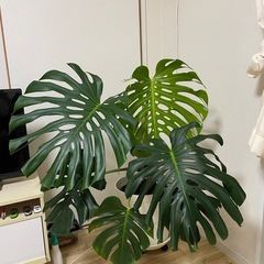 観葉 - monstera borsigianaの画像