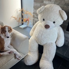 身長150cmの巨大しろくまさん中年の画像