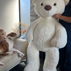 身長150cmの巨大しろくまさん中年の画像