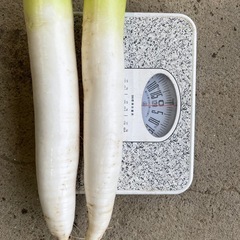 本日収穫🧑🏿‍🌾青首大根1本150円😊の画像