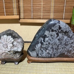 菊花石他セットの画像