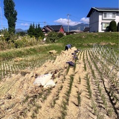 【安心なお米】2025年産 幻の「子ども・孫専用ハゼかけ米」コシヒカリ の画像