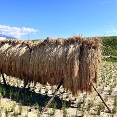 【安心なお米】2025年産 幻の「子ども・孫専用ハゼかけ米」コシヒカリ の画像