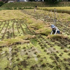 【安心なお米】2025年産 幻の「子ども・孫専用ハゼかけ米」コシヒカリ の画像