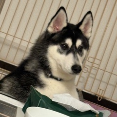 シベリアンハスキー　オス　