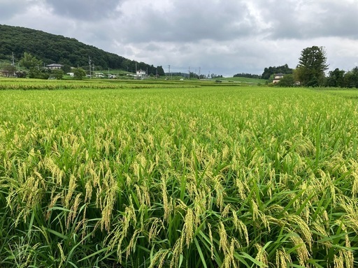 令和7年産ひとめぼれ玄米30キロ