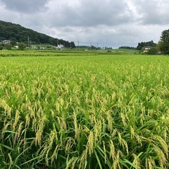 新米、令和7年ひとめぼれ玄米30キロの画像