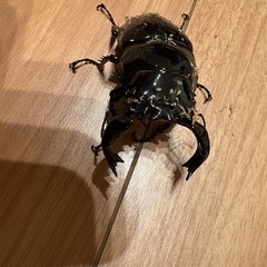 
タランドゥスの画像