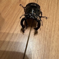 
タランドゥスの画像