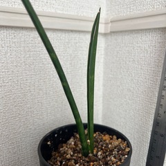 サンスベリア、ユーフォルビア（多肉植物）サボテン金獅子受け皿付き3点の画像
