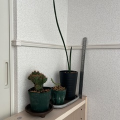 サンスベリア、ユーフォルビア（多肉植物）サボテン金獅子受け皿付き3点の画像