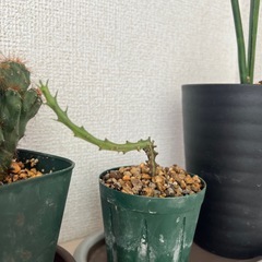サンスベリア、ユーフォルビア（多肉植物）サボテン金獅子受け皿付き3点の画像