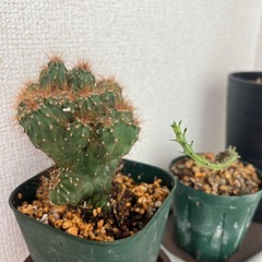 サンスベリア、ユーフォルビア（多肉植物）サボテン金獅子受け皿付き3点の画像