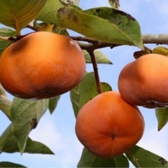 早い者勝ち‼️無農薬　新鮮　次郎柿　7個〜　個数コメント下さい！の画像