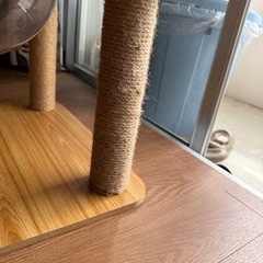 キャットタワー　猫の画像