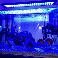 海水魚飼育セット1式  水槽台も！の画像