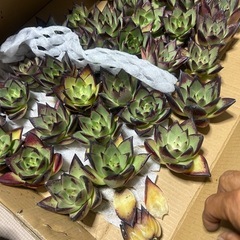 プチ　多肉植物譲渡会　（極小規模〕W