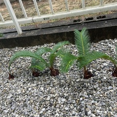 蘇轍　ソテツの画像