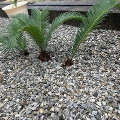 蘇轍　ソテツの画像